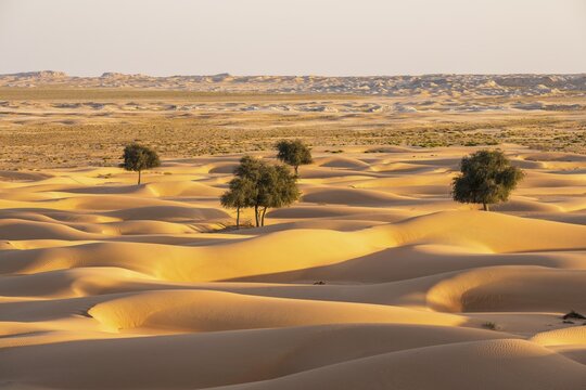 Sand dunes with B&auml;in desert, near Duqm, Oman