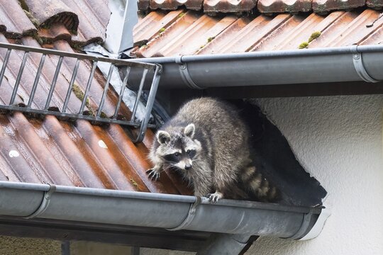 A raccoon (Procyon lotor) sits on a gutter and looks cautiously, Hesse, Germany