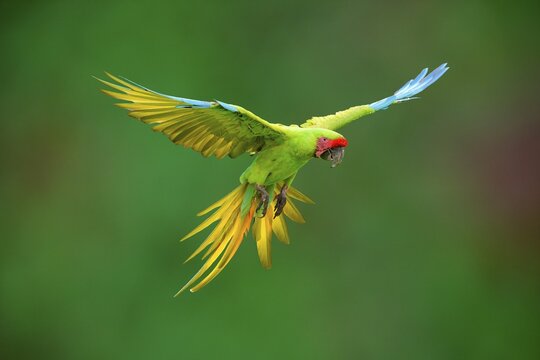 Flying Great Green Macaw or Grand Military Macaw (Ara ambiguus), Costa Rica
