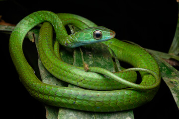 Herpetofauna