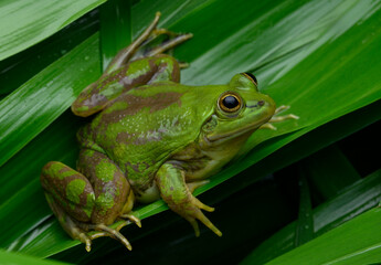 Herpetofauna