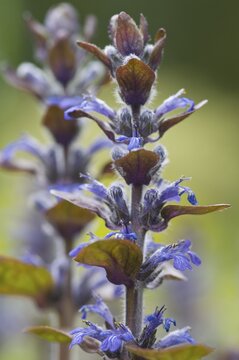 Blue bugle, Bugleherb, Bugleweed, Carpetweed, or Common bugle (Ajuga reptans)