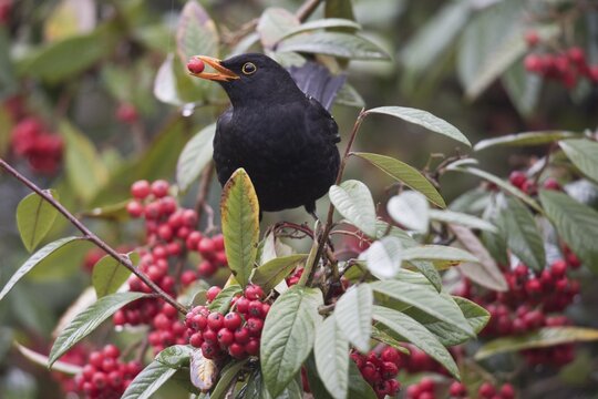 Blackbird (Turdus merula) in willow-leaved cotoneaster (Cotoneaster salicifolius) with berry in beak, Rhineland-Palatinate, Germany