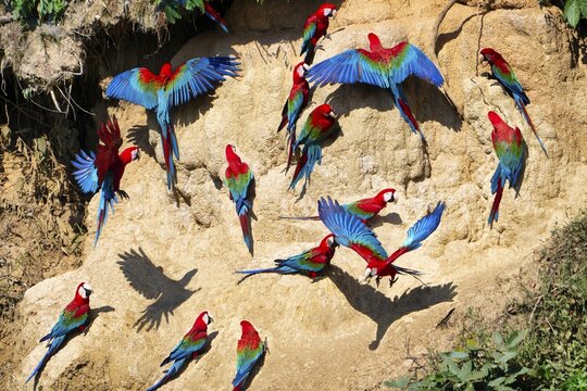 Red-and-green Macaws (Ara chloropterus) at clay lick, Manu National Park, Peruvian Amazon, Peru
