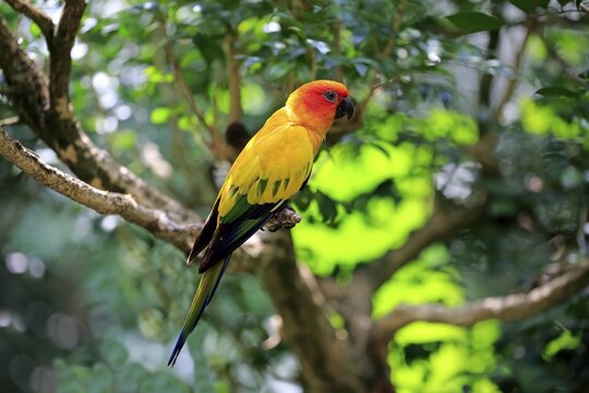 Sun conure (Aratinga solstitialis), adult on branch, captive, occurrence South America