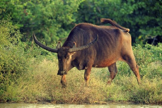 Wild water buffalo (Bubalus arnee), adult male, Yala National Park, Sri Lanka