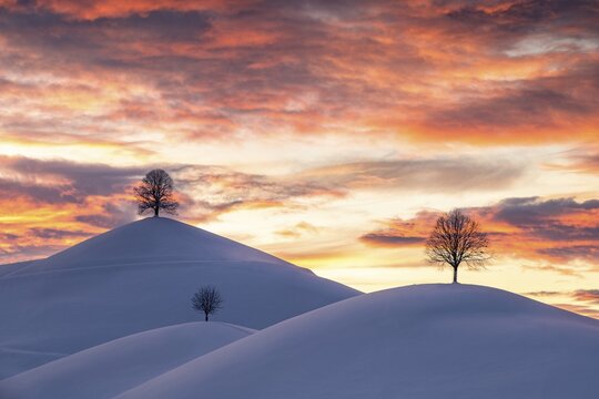Linden trees on snow-covered hills, winter landscape at Hirzel in the evening mood, drumlin landscape, Canton Zurich, Switzerland