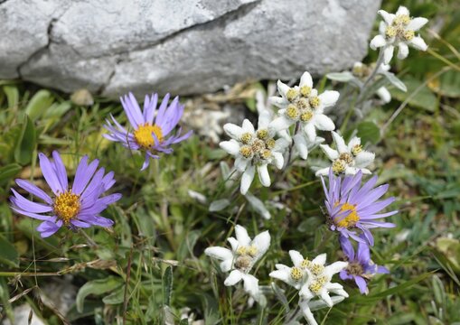 Edelweiss (Leontopodium alpinum) and Alpine Aster (Aster alpinus)