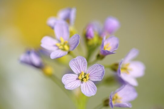 Cuckoo Flower (Card amines pratensis) on a spring meadow