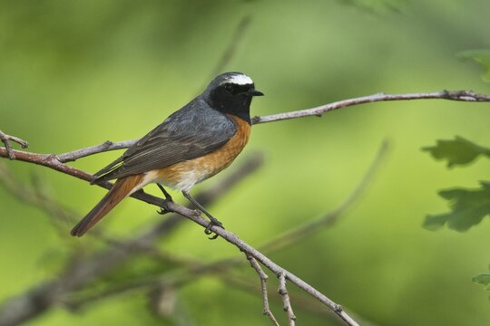 Common redstart (Phoenicurus phoenicurus), Emsland, Lower Saxony, Germany