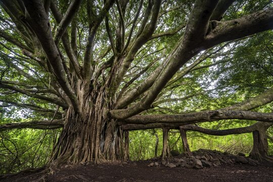 Bengalischer Feigenbaum, Banyan-Tree (Ficus benghalensis) Haleakala Nationalpark, Maui, Hawaii, USA
