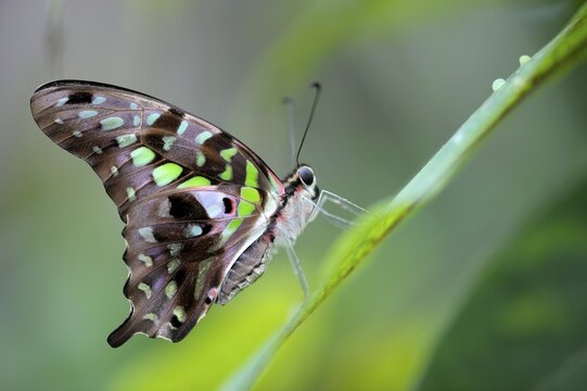 Tailed Jay (Graphium agamemnon) on a grass stalk