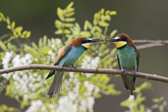 Bee-eaters (Apis mellifera), loot, Rhineland-Palatinate, Germany