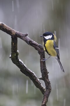 Great Tit (Parus major) in a blowing snow, Emsland, Lower Saxony, Germany