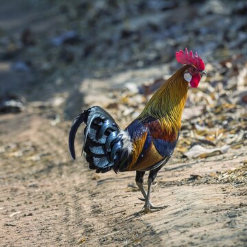 Red Junglefowl (Gallus gallus), Bandhavgarh National Park, Madhya Pradesh, India