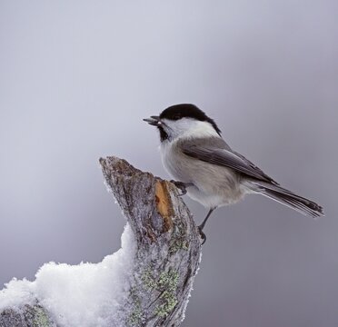 Willow tit (Parus montanus), Kuusamo, Lapland, Finland