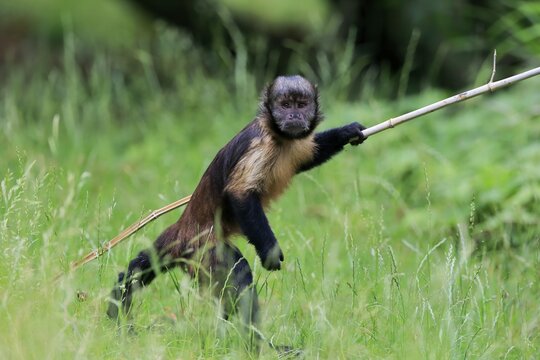 Golden-bellied capuchin (Sapajus xanthosternos), adult, running, used tool, captive, Brazil, South America