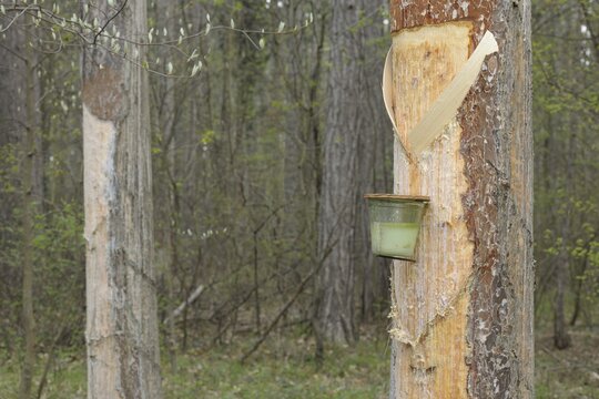 Pitch trees, Hernstein, Triestingtal valley, Lower Austria, Austria, Europe