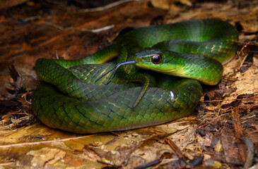 Herpetofauna