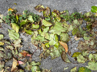 Autumn leaves on the street asphalt