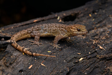 Herpetofauna