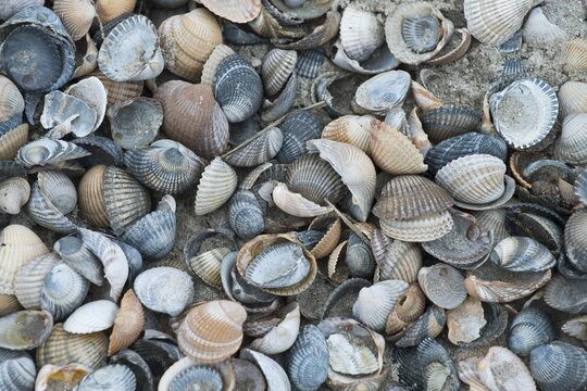 Mussel shells, common cockle (Cerastoderma edule) on the beach, Langeoog, Lower Saxony, Germany