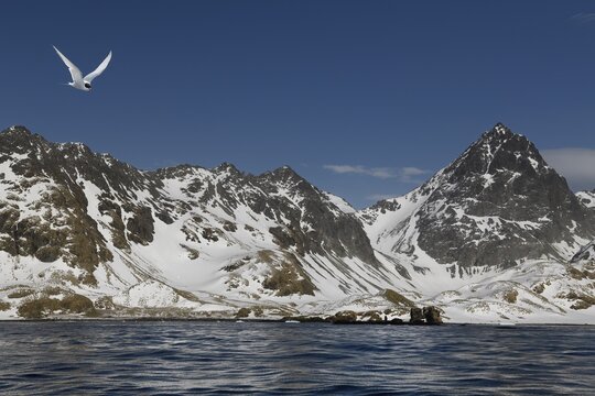 Cooper Bay, landscape with snow-capped mountains, South Georgia, South Georgia and the Sandwich Islands, Antarctica