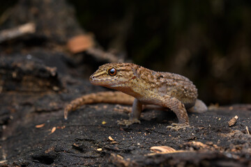 Herpetofauna