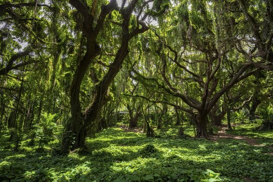 Dense rainforest in Honolua Park, Kapalau, Maui, Hawaii, USA