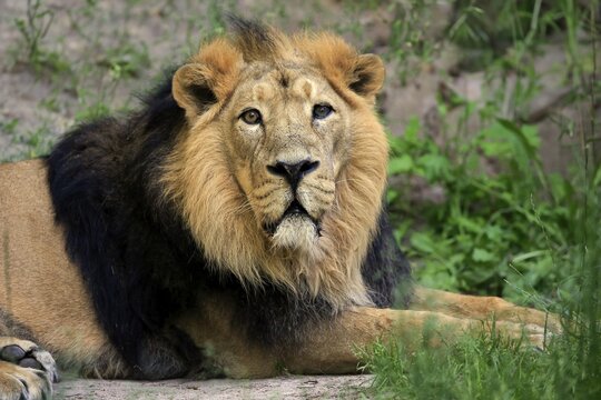 Asiatic lion (Panthera leo persica), adult, male, captive, India