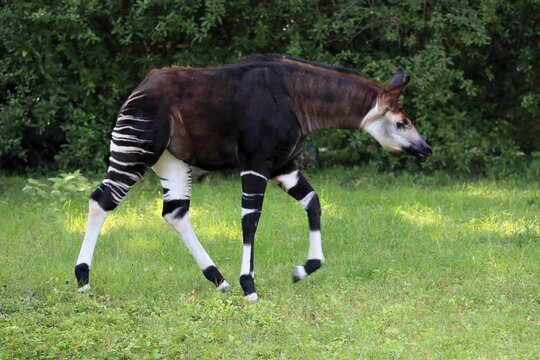 Okapi (Okapia johnstoni), adult, running, captive