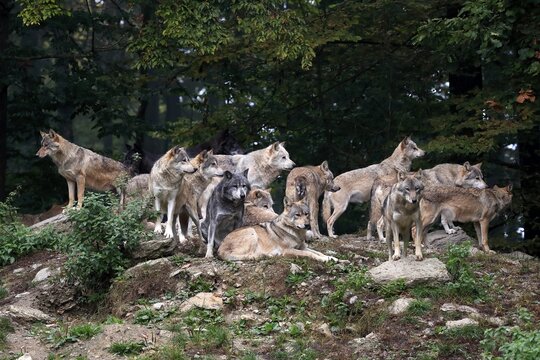 Gray wolf (Canis lupus), adult, pack, group, vigilant, captive, Germany