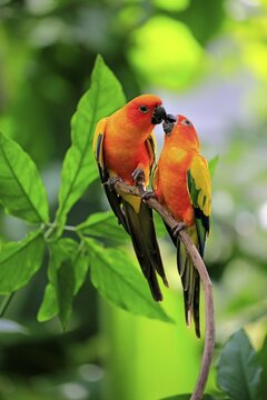 Sun conure (Aratinga solstitialis), adult couple on branch, social behavior, captive, occurrence South America