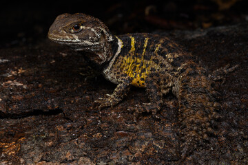 Herpetofauna
