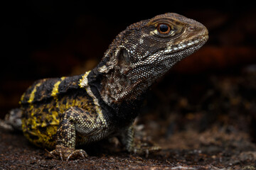 Herpetofauna