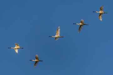 Obraz premium A flock of Eurasian Spoonbill or common spoonbill (Platalea leucorodia) in flight. Gelderland in the Netherlands. 