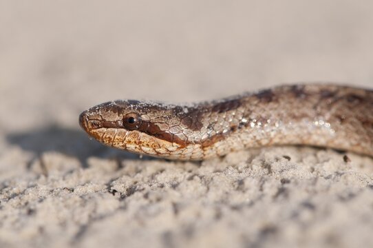 Smooth Snake (Coronella austriaca), Emsland, Lower Saxony, Germany