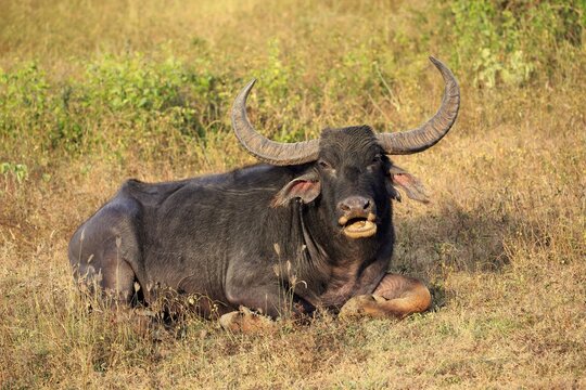 Wild water buffalo (Bubalus arnee), adult male, lying in grass, chewing the cud, Yala National Park, Sri Lanka