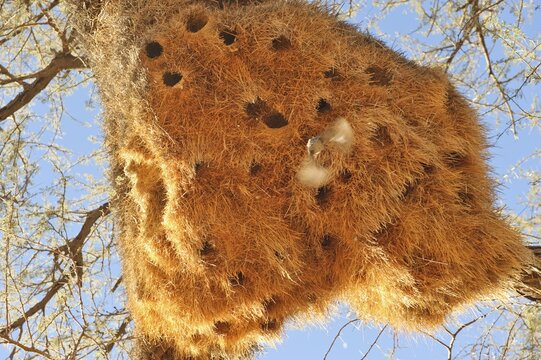 Baya Weaver (Ploceus philippinus) nest, Namib-Naukluft National Park, Republic of Namibia, Africa