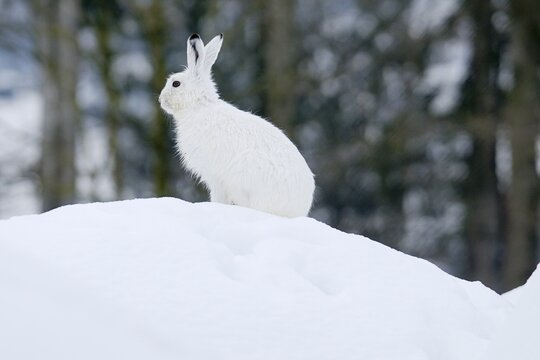 Mountain Hare (Lepus timidus) in his winter coat