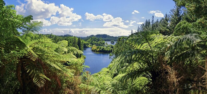 Silver Tree ferns (Cyathea dealbata) with lake Lake Mangamahoe in tropical rainforest, Whanganui National Park, North Island, New Zealand
