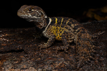 Fototapeta premium Herpetofauna