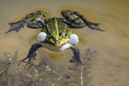 Green frog (Rana esculenta) with acoustic bladder, Emsland, Lower Saxony, Germany