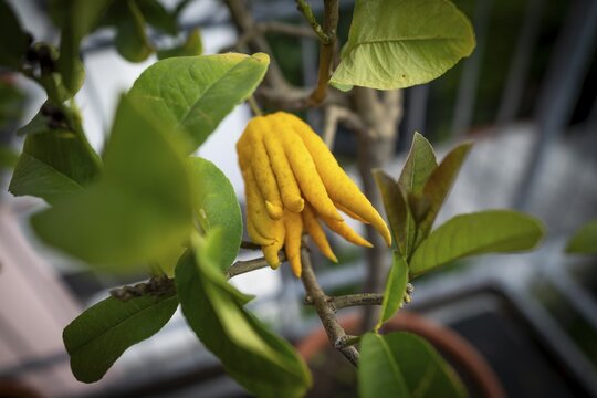Buddha's Hand (sarcodactylis) or fingered lemon (citrus medica), unusually shaped lemon variety whose fruit is divided into finger-like sections resembling a human hand, Germany