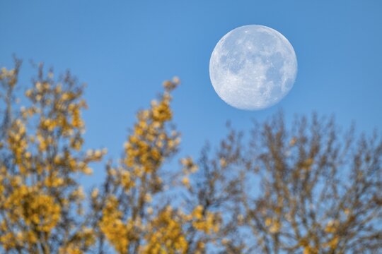 Full moon over autumnal tree, Stuttgart, Rosensteinpark, Baden-W&uuml;rttemberg, Germany