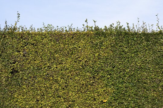 High hedge, Humleb&aelig;k, Niv&aring; Bugt, Hovedstaden, &Oslash;resund coast, Denmark