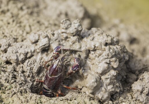 Red Swamp Crayfish (Procambarus clarkii), invasive species from North America, excavating its burrow at the edge of a flooded rice field, environs of the Ebro Delta Nature Reserve, Tarragona province, Catalonia, Spain