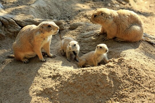Black-tailed Prairie dogs (Cynomys ludovicianus), animal family, adult and young animals at burrow, Occurrence North America
