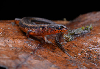 Herpetofauna