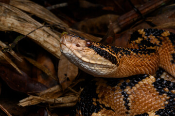 Herpetofauna